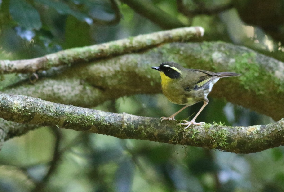 キノドヤブムシクイ - ML647053249