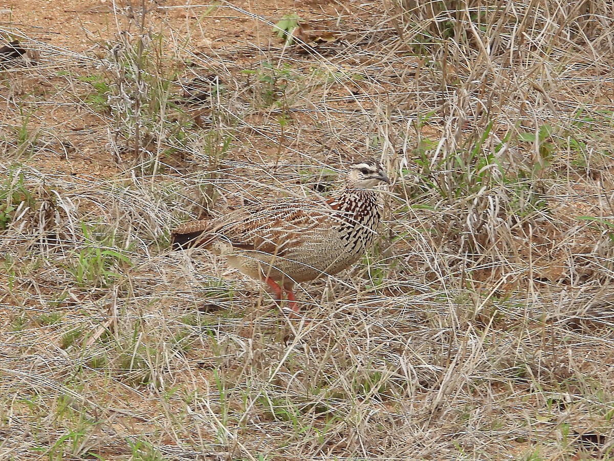 frankolín čapkový - ML647053253