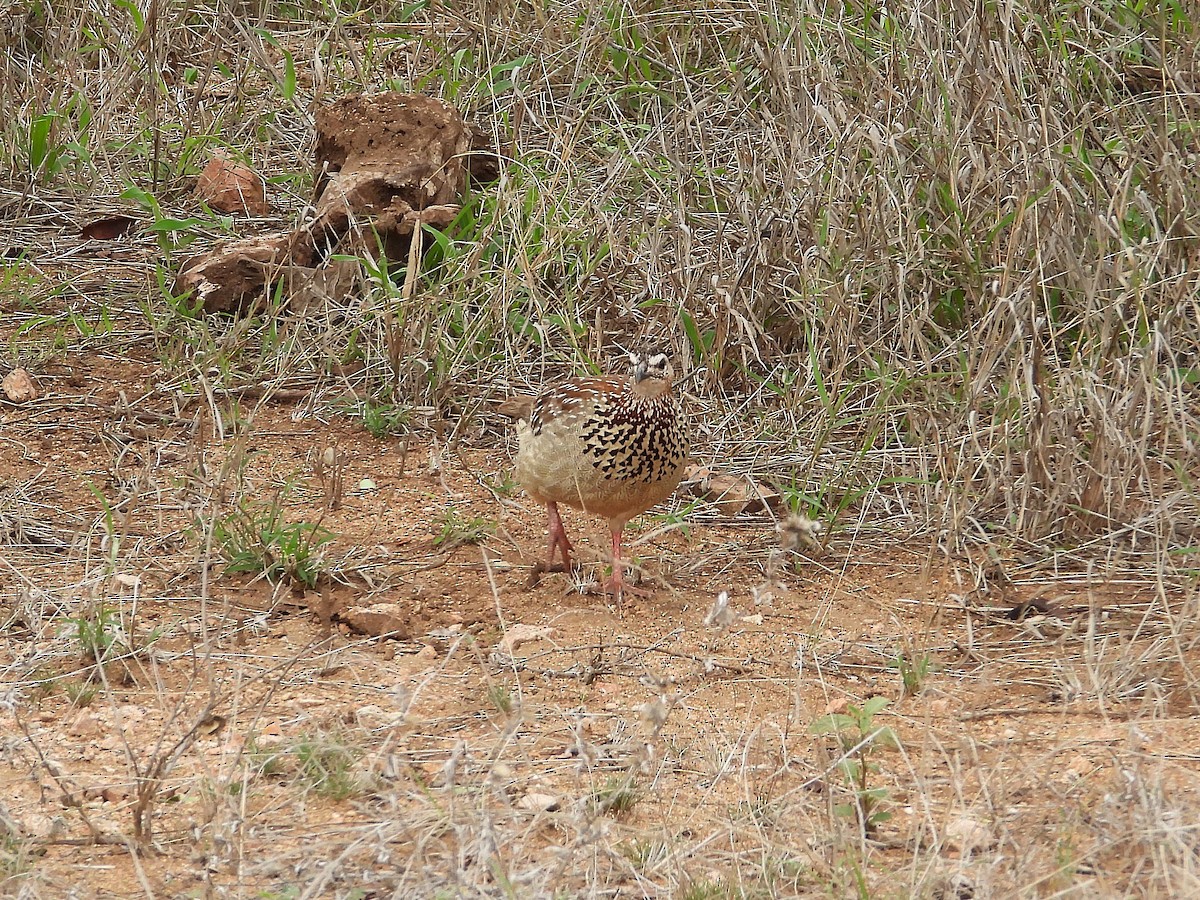 frankolín čapkový - ML647053254