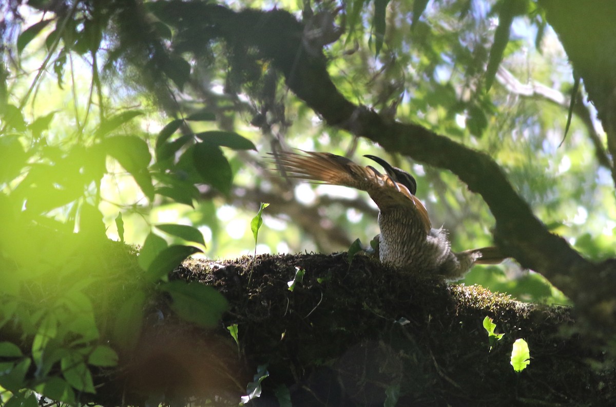 Paradise Riflebird - ML647053274