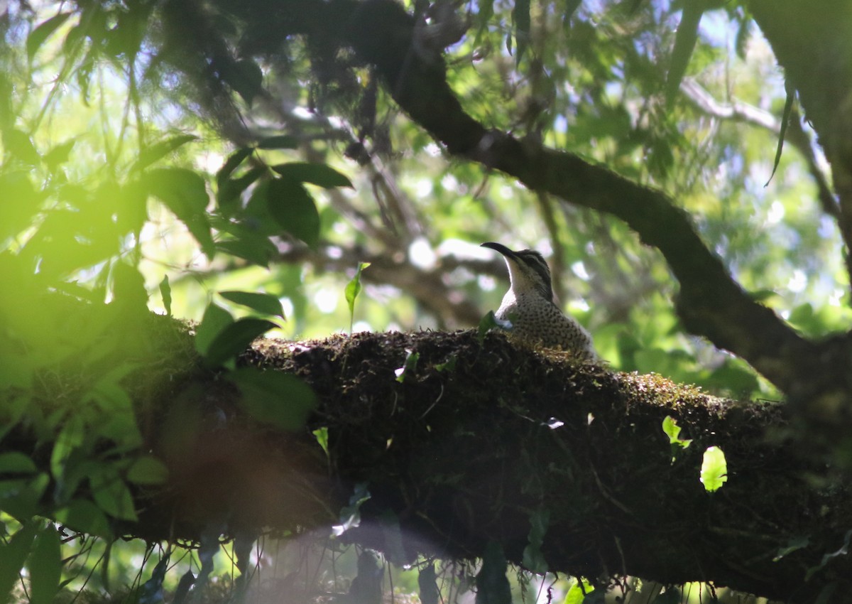 Paradise Riflebird - ML647053275