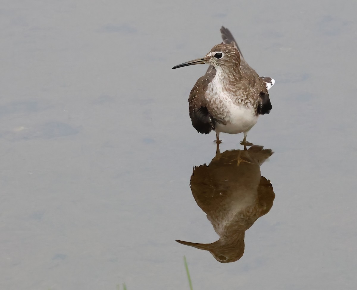 Solitary Sandpiper - ML647053279
