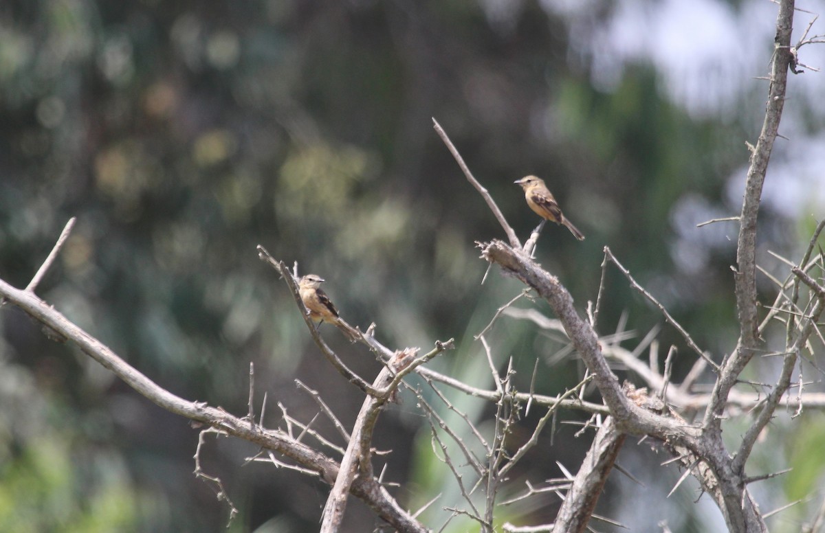 Rufescent Flycatcher - ML647053281