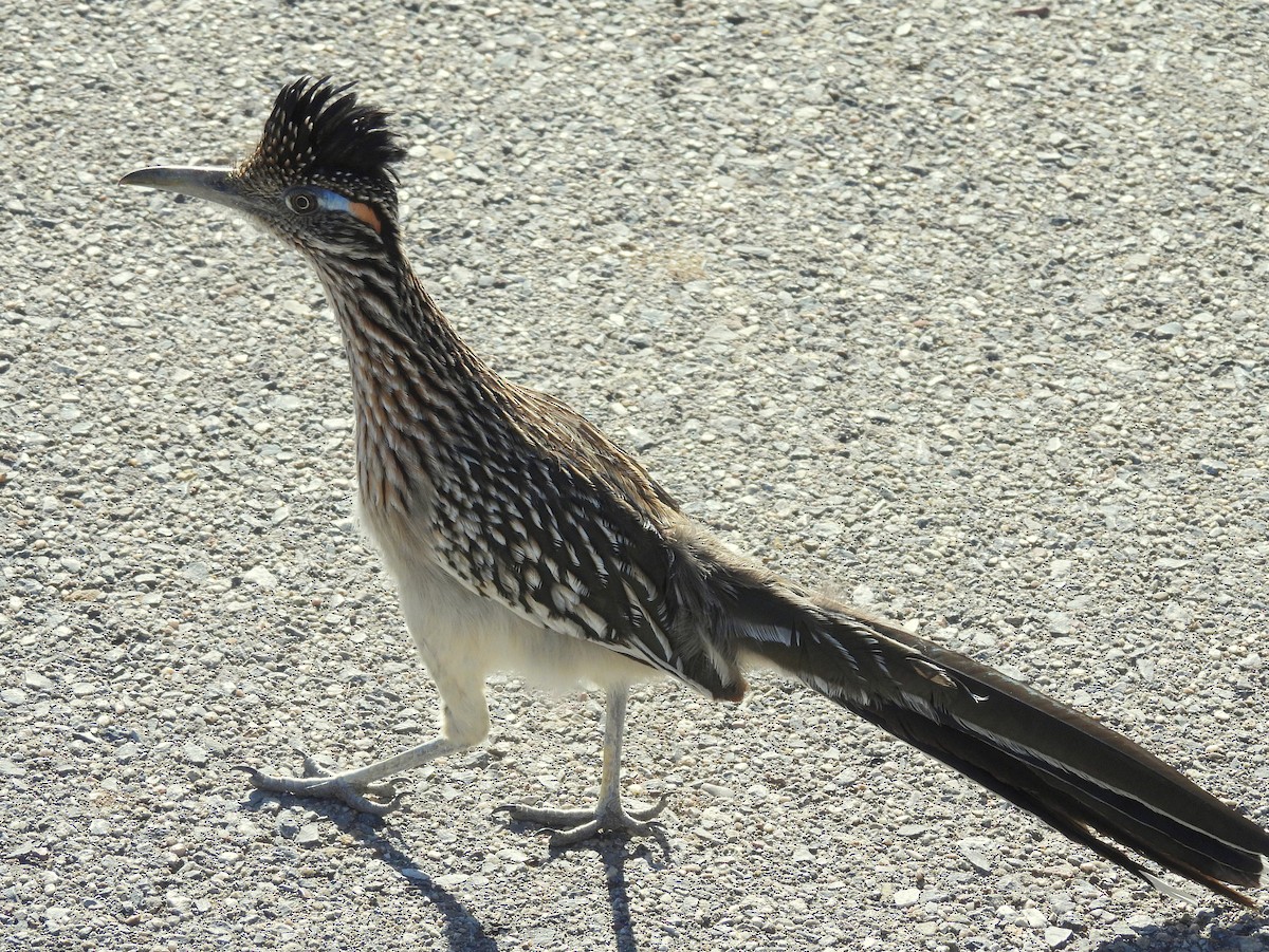 Greater Roadrunner - ML647053293