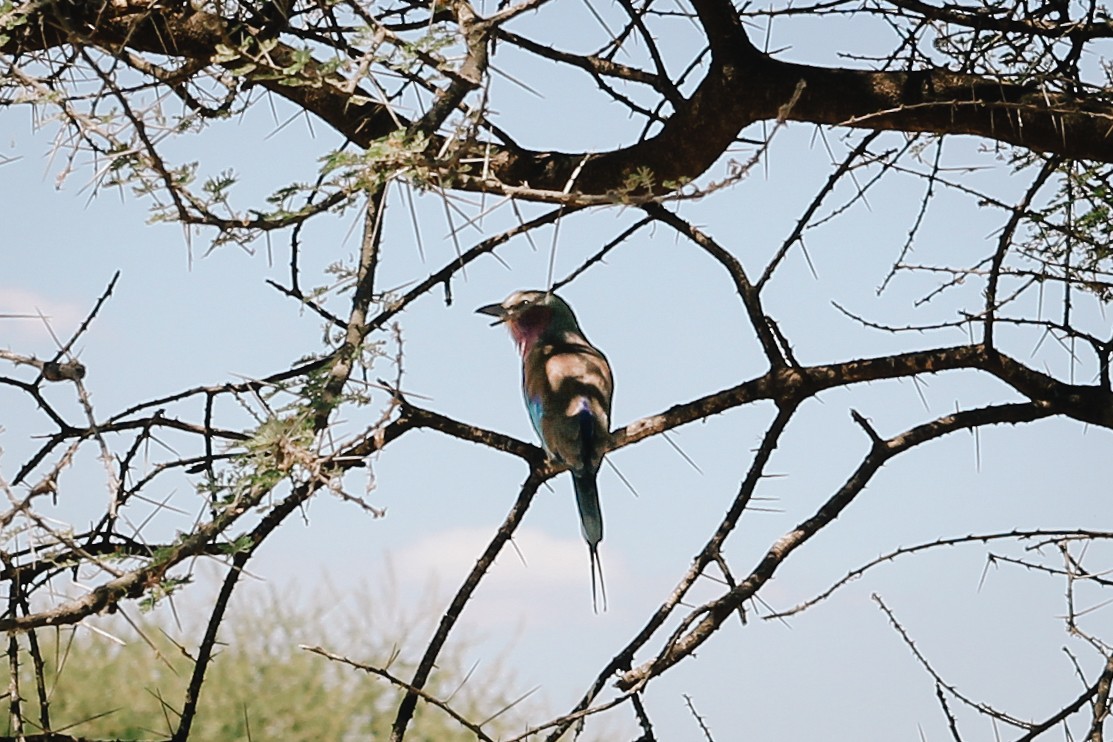 Lilac-breasted Roller - ML647053312