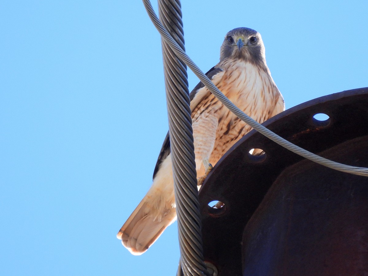 Red-tailed Hawk - ML647053314