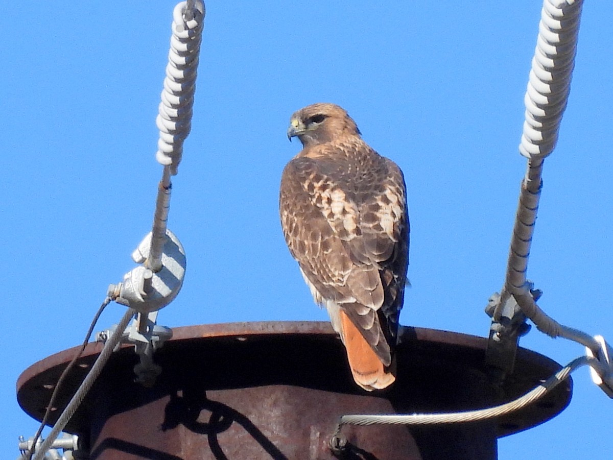 Red-tailed Hawk - ML647053321