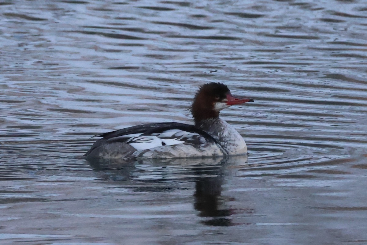 Smergo maggiore - ML647053336