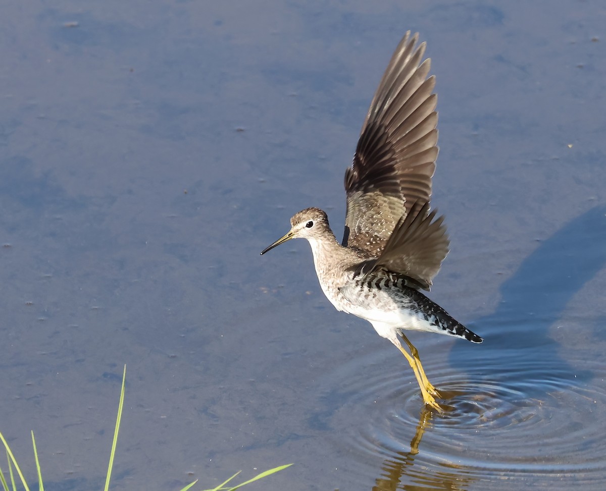 Solitary Sandpiper - ML647053362