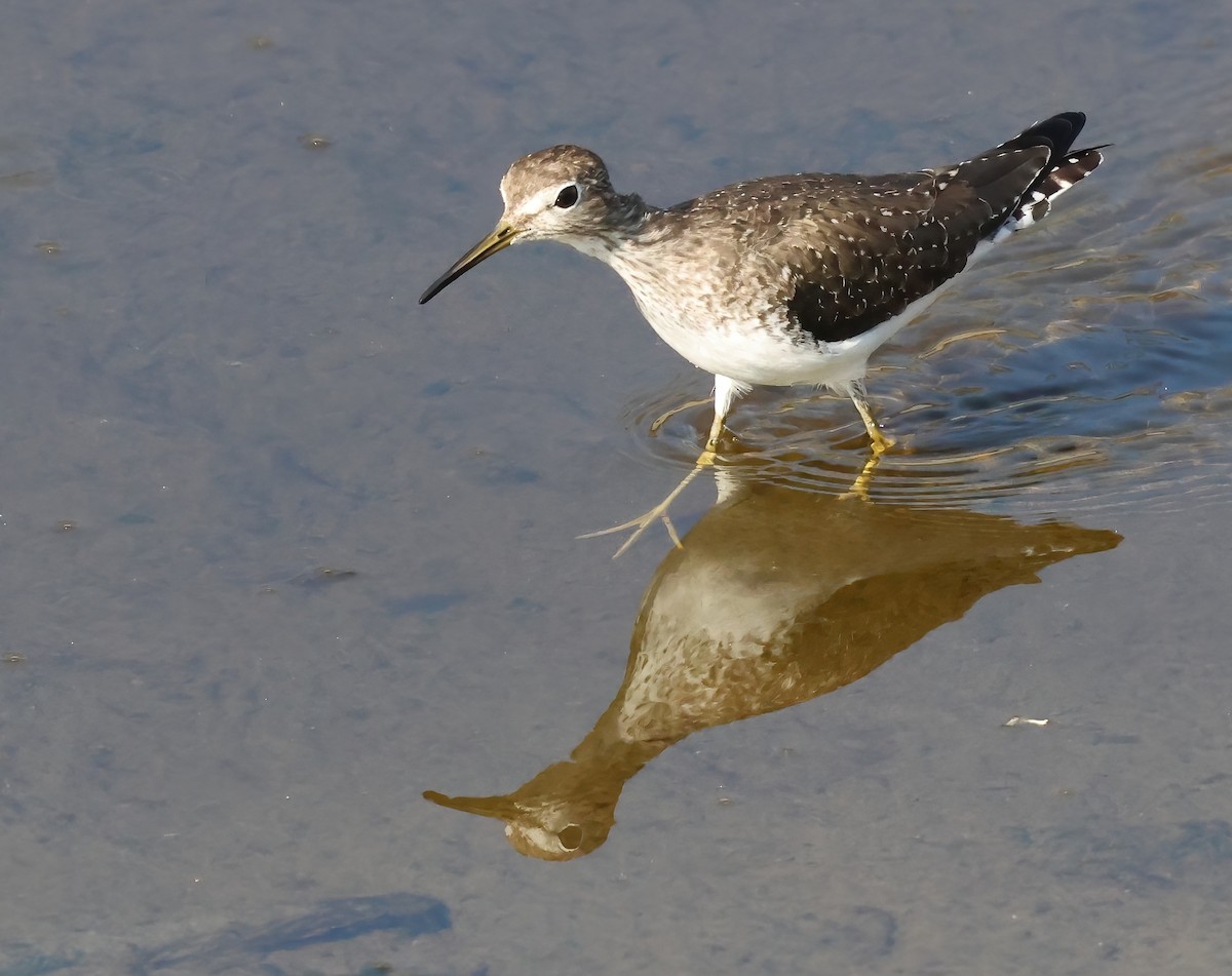 Solitary Sandpiper - ML647053363