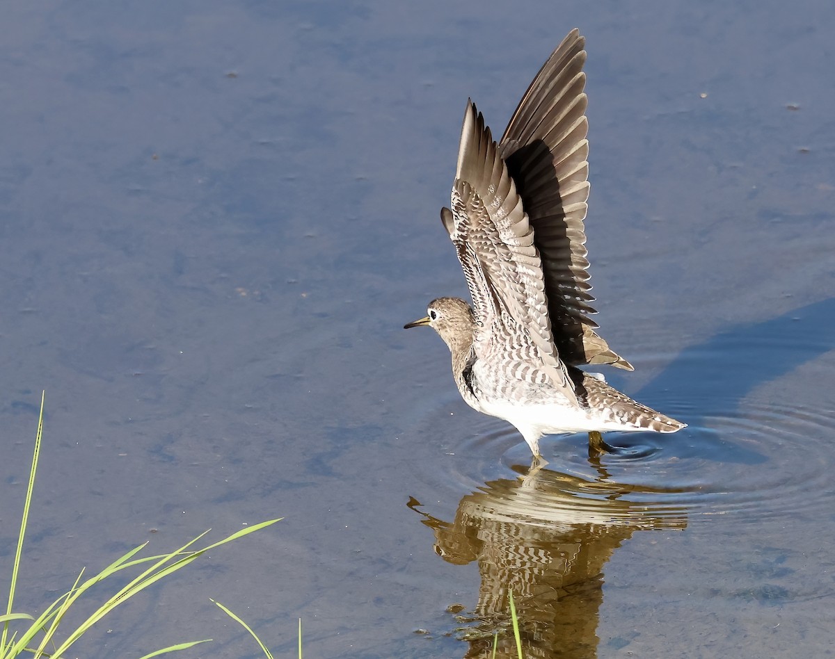 Solitary Sandpiper - ML647053364