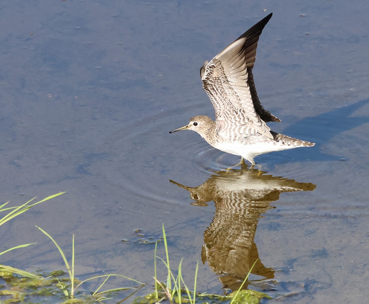Solitary Sandpiper - ML647053365