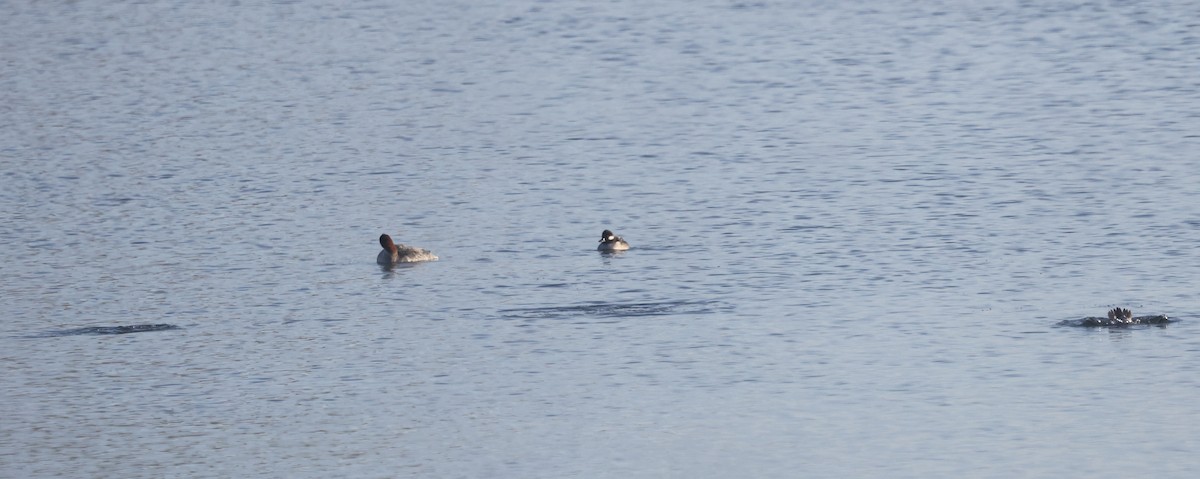 Гоголь-головастик - ML647053371