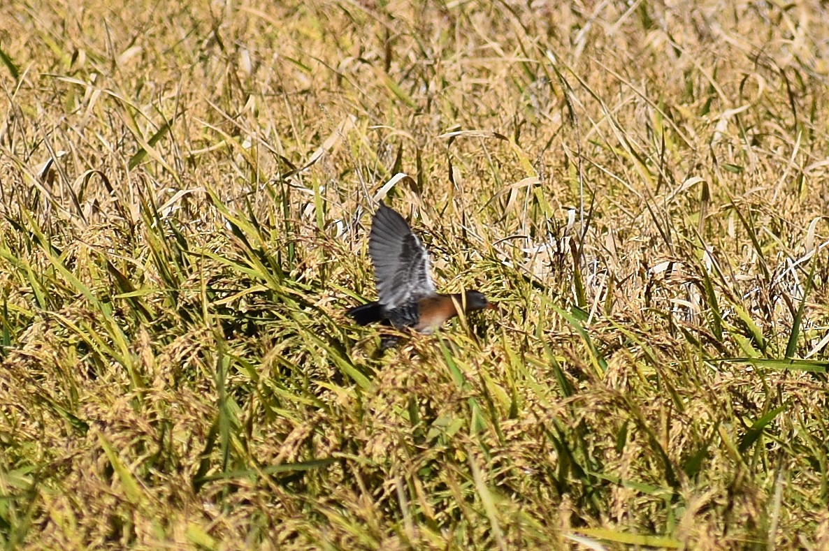 Пастушок віргінський - ML647053374