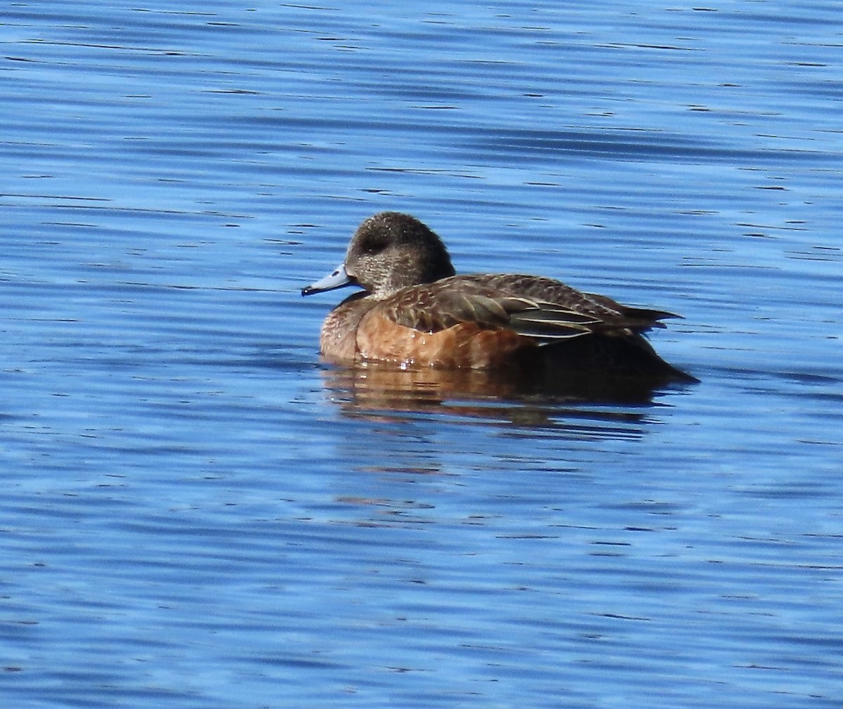 American Wigeon - ML647053376