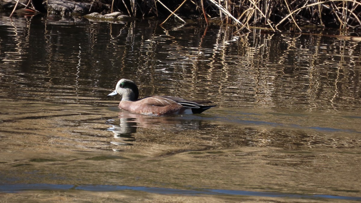 American Wigeon - ML647053377