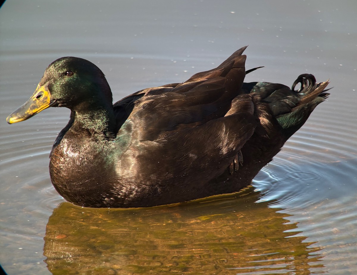 kachna divoká - ML647053389