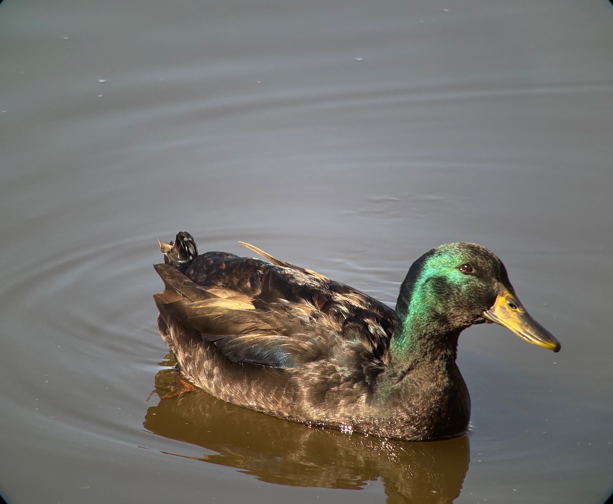 Mallard - ML647053390