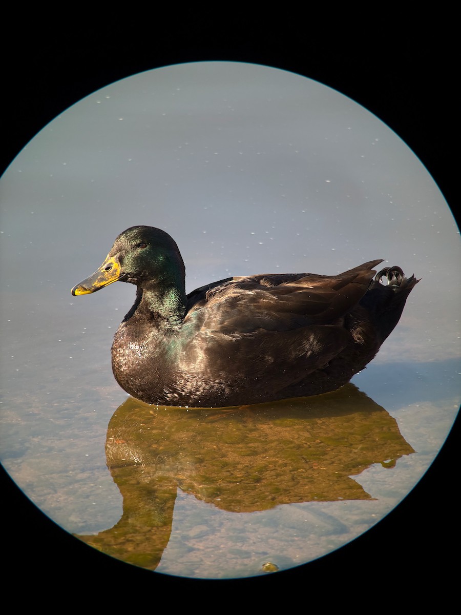 Mallard - ML647053391