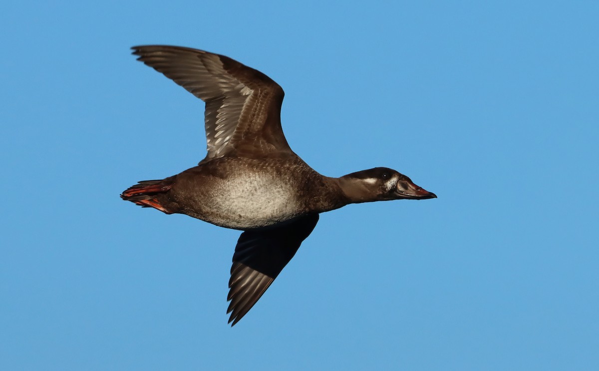 brilleand - ML647053394