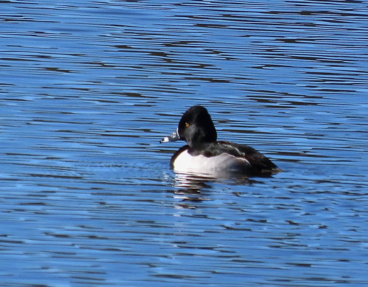 Ring-necked Duck - ML647053395