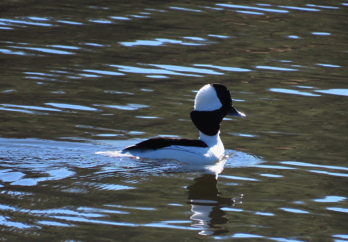 Гоголь-головастик - ML647053400