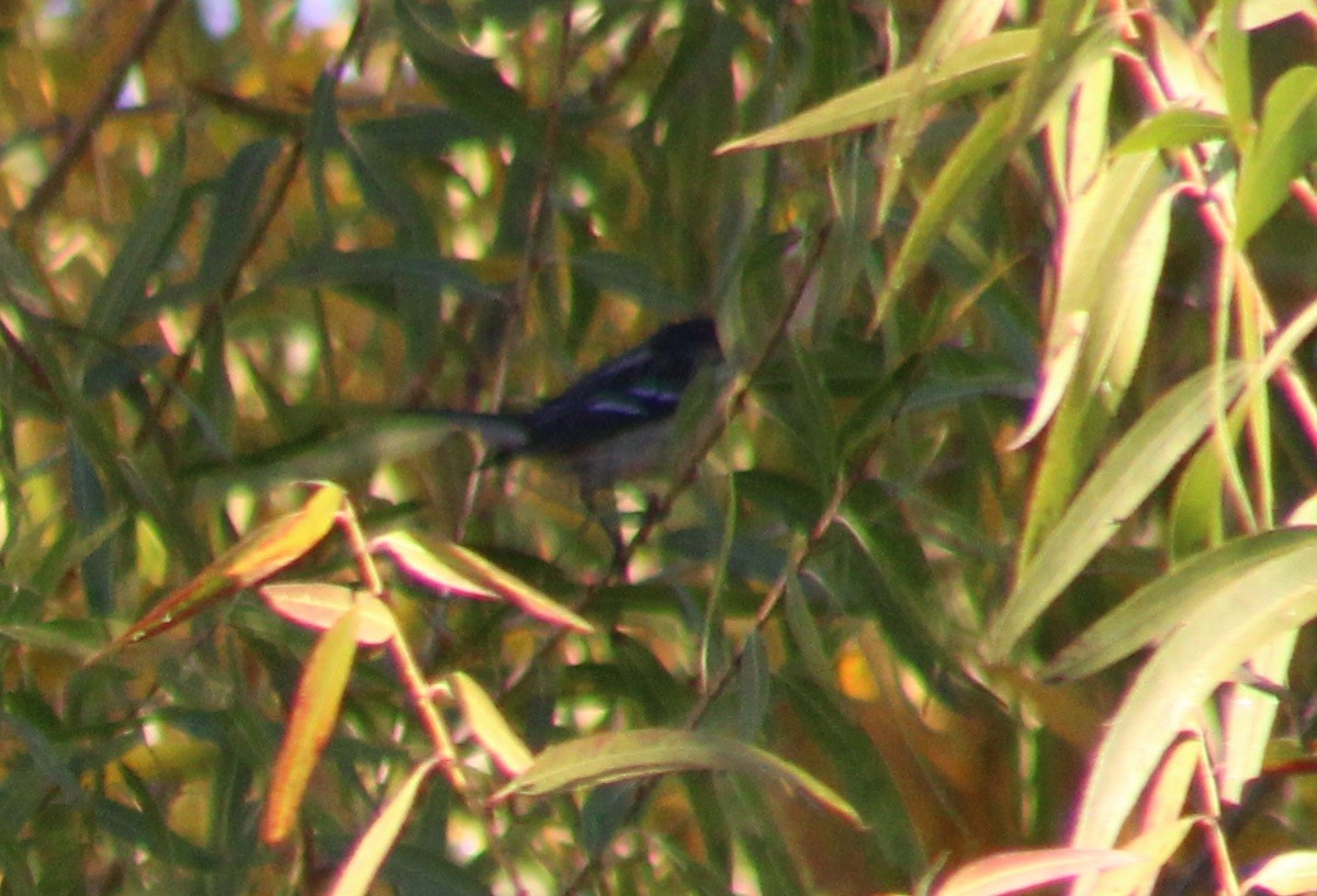 Fichtenwaldsänger - ML647053405