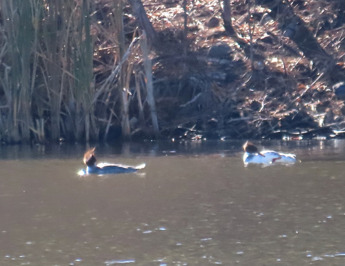 Common Merganser - ML647053407