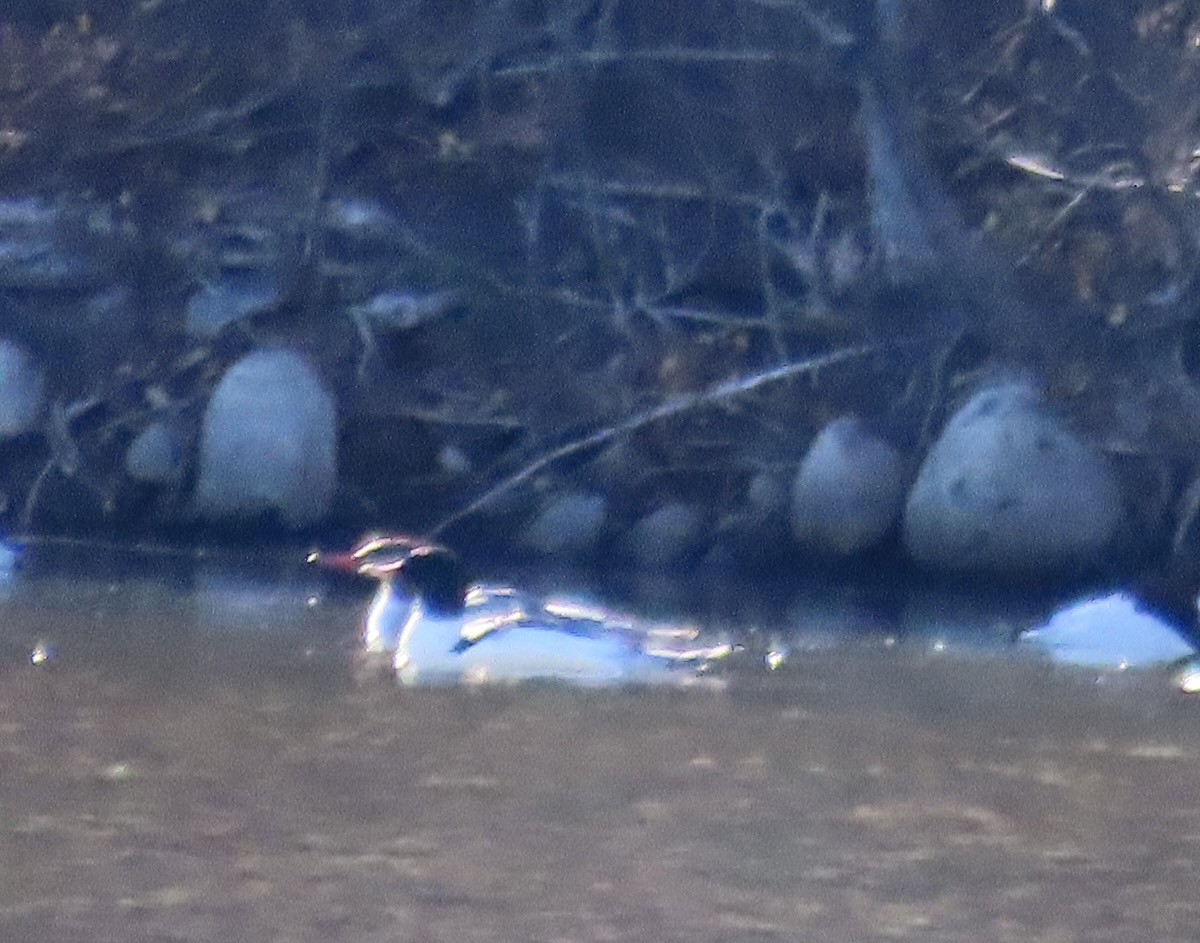 morčák velký - ML647053408