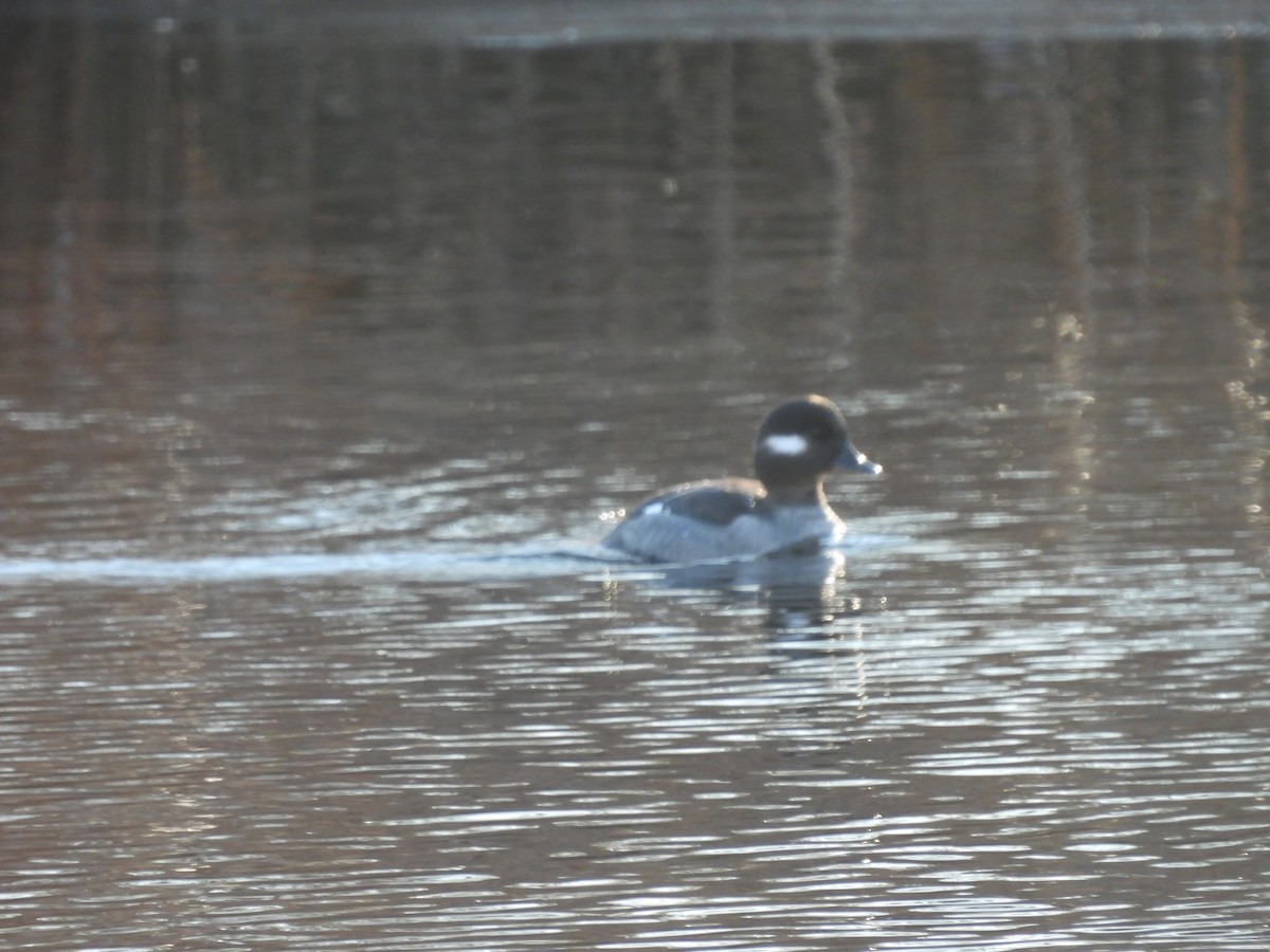 Гоголь-головастик - ML647053414