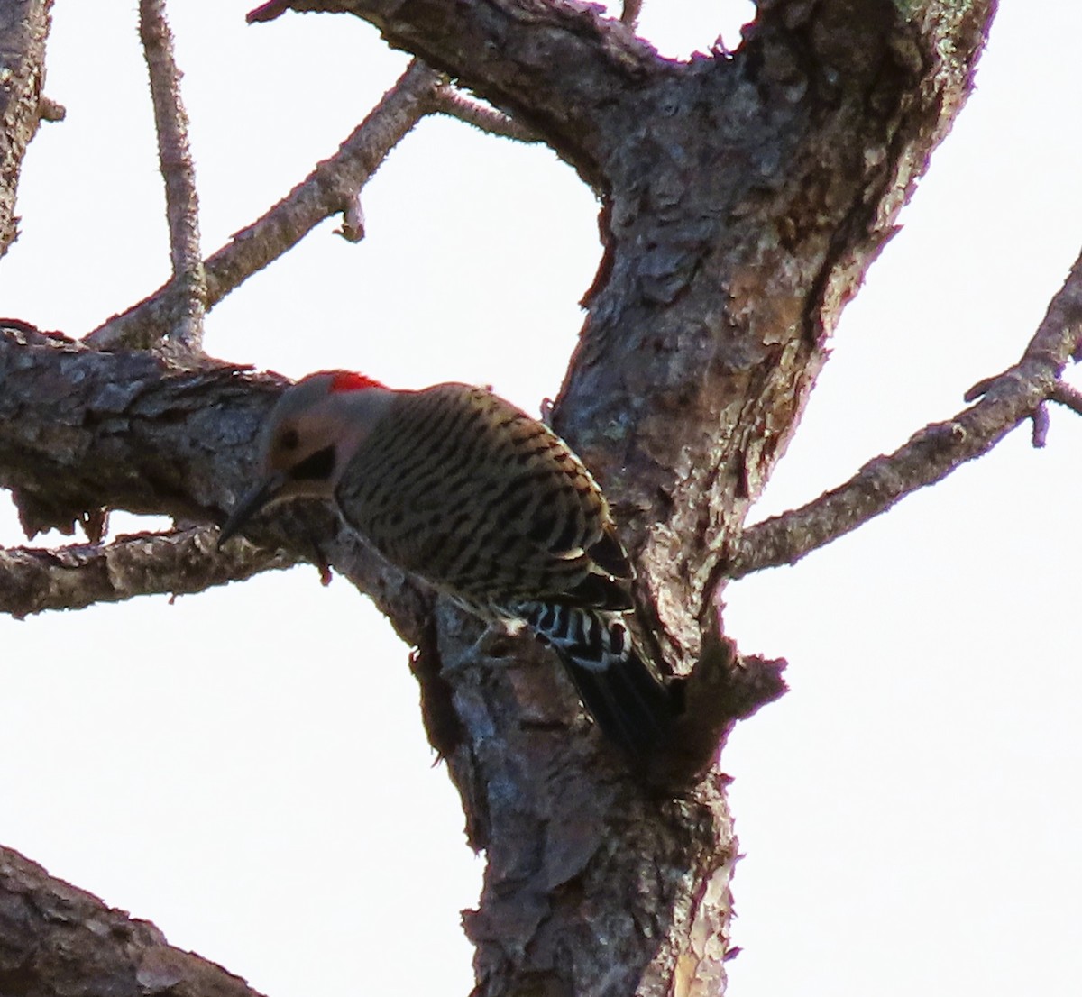 Northern Flicker - ML647053415