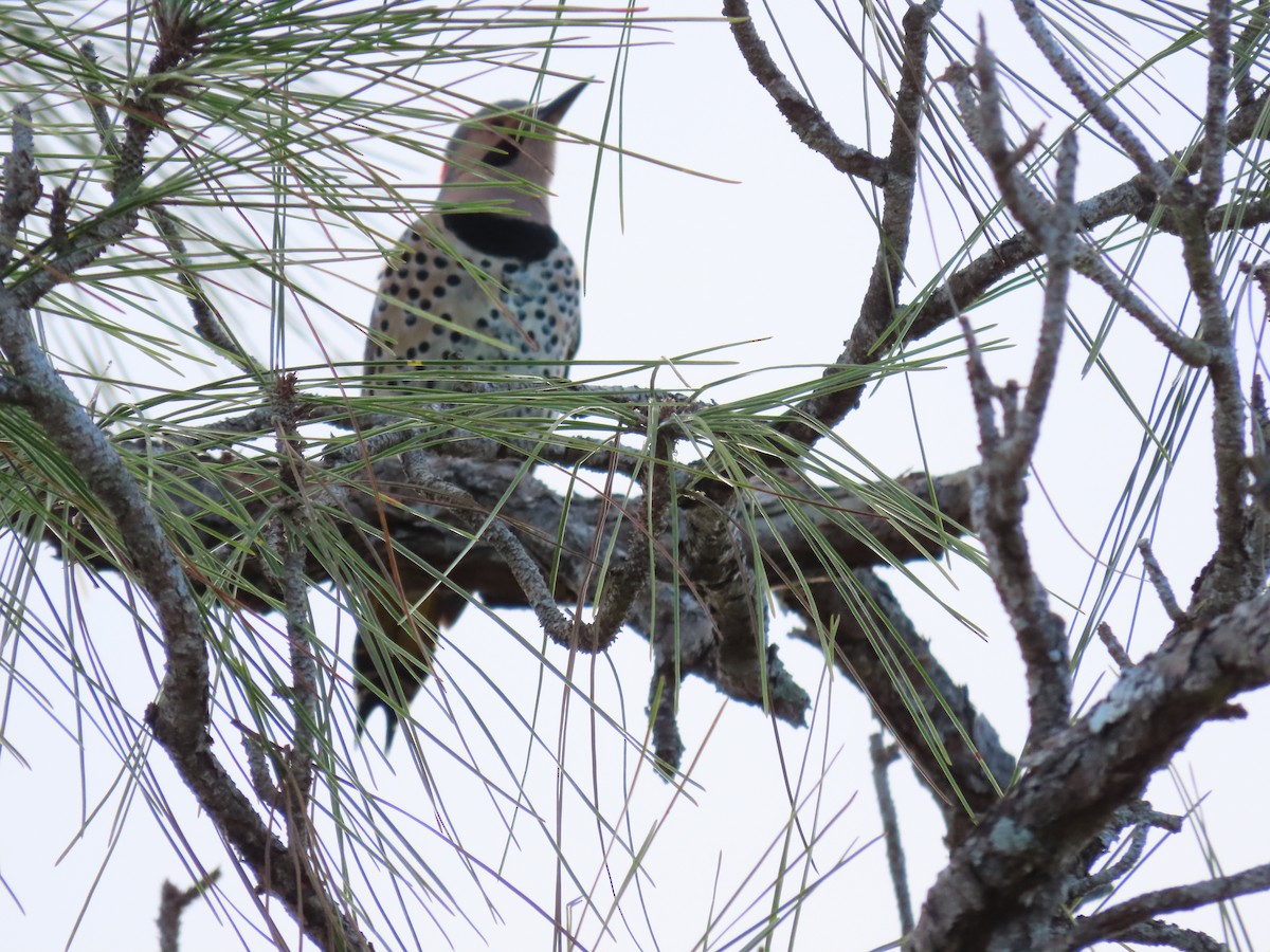Northern Flicker - ML647053416