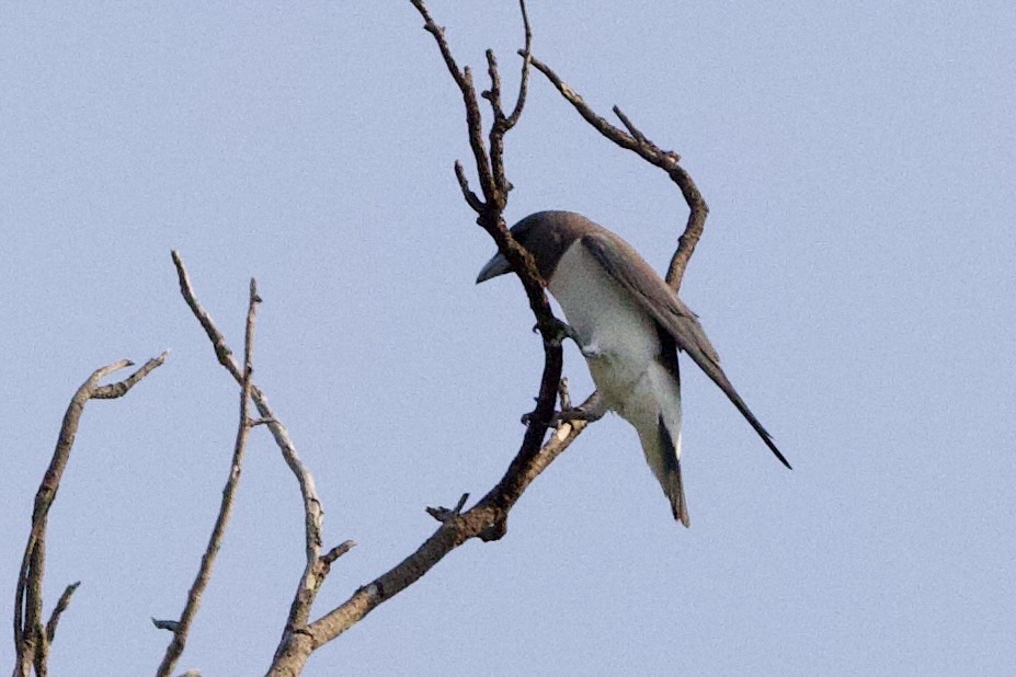 White-breasted Woodswallow - ML647053423