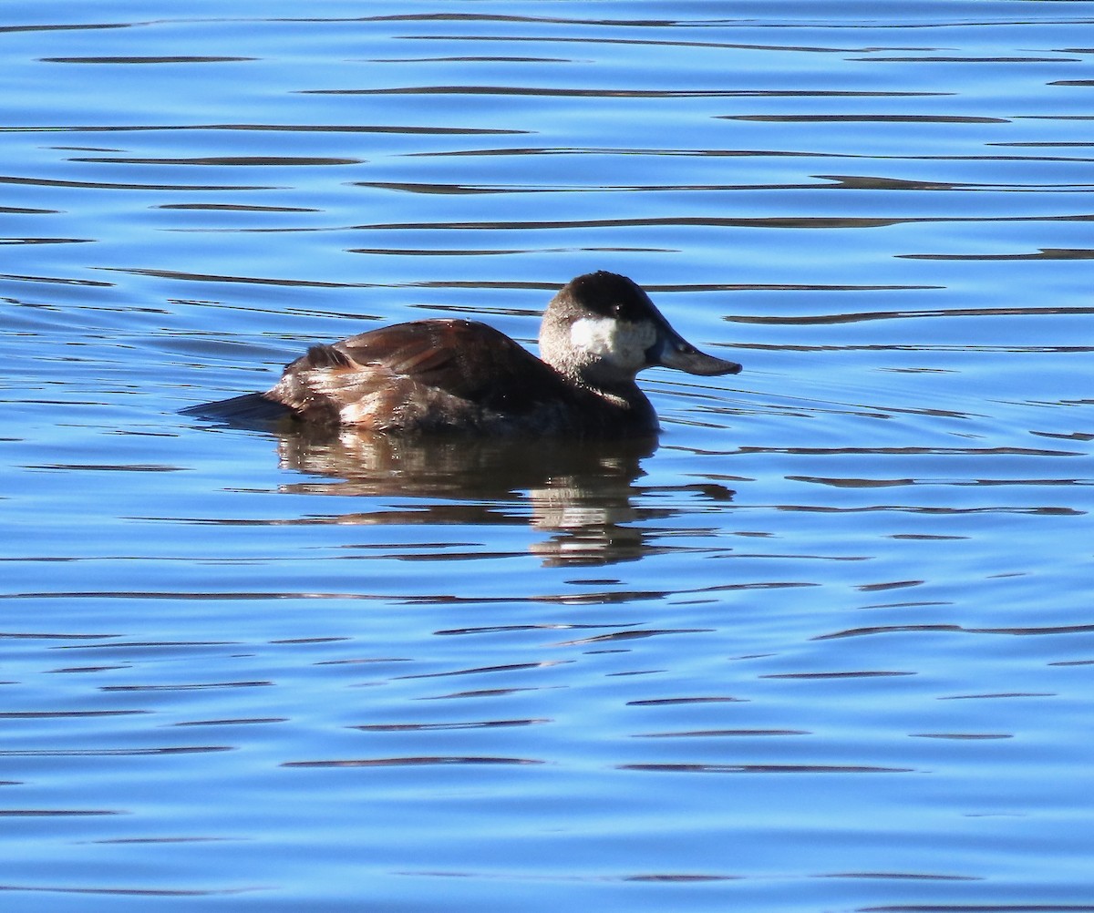 Gobbo della Giamaica - ML647053424