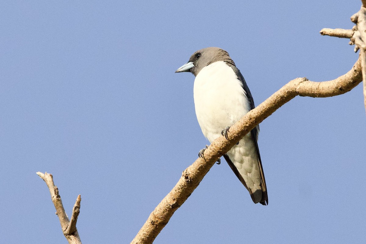 White-breasted Woodswallow - ML647053427