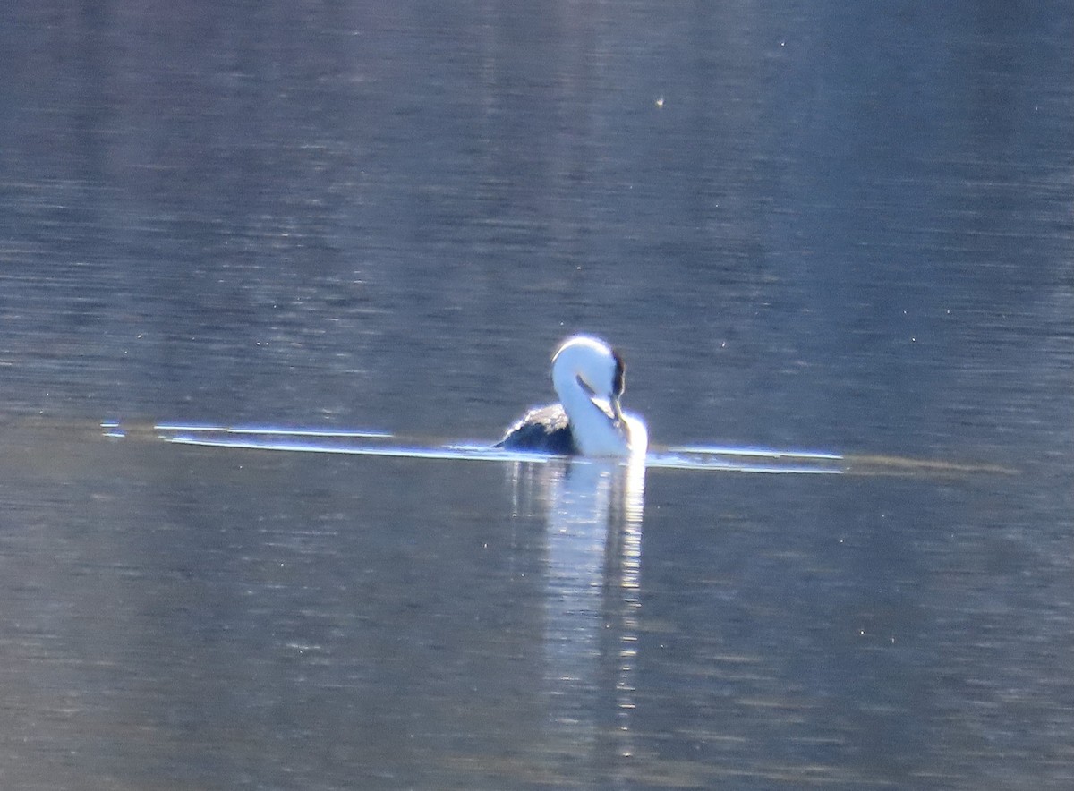 Western Grebe - ML647053437