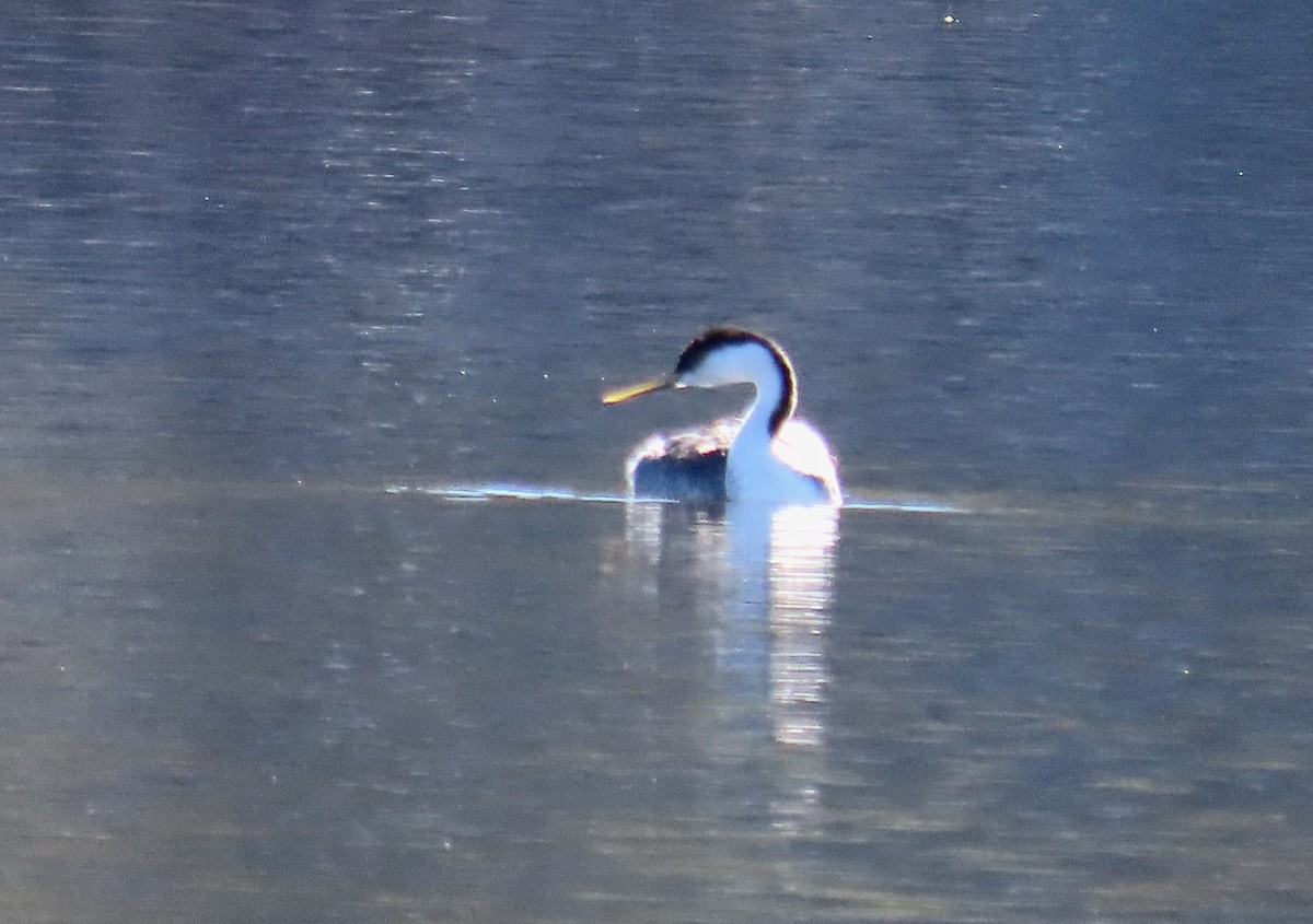 Western Grebe - ML647053438