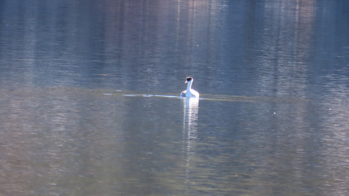 Western Grebe - ML647053440