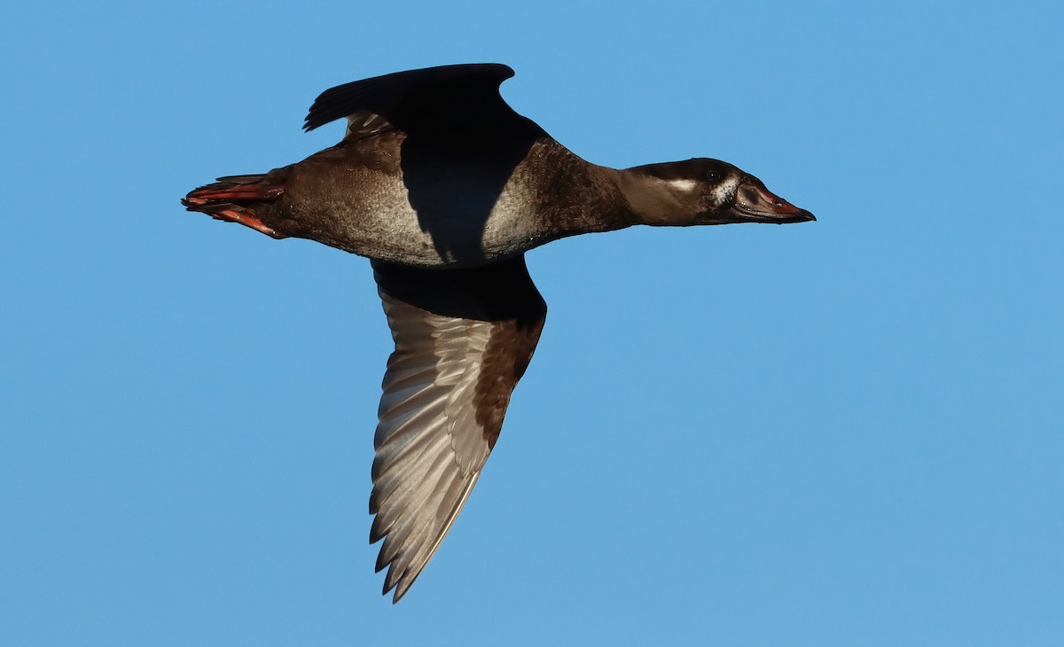 brilleand - ML647053444