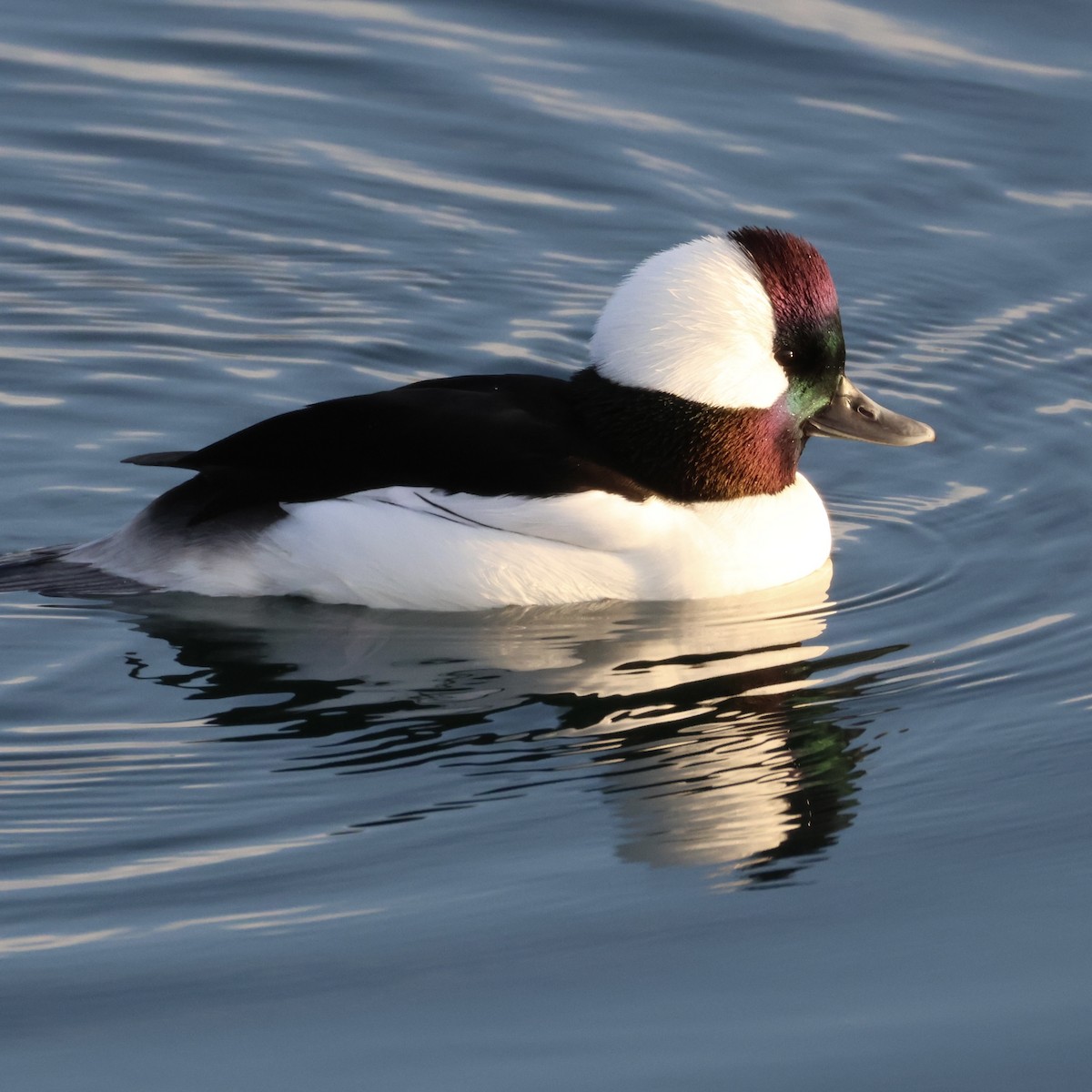 Гоголь-головастик - ML647053446