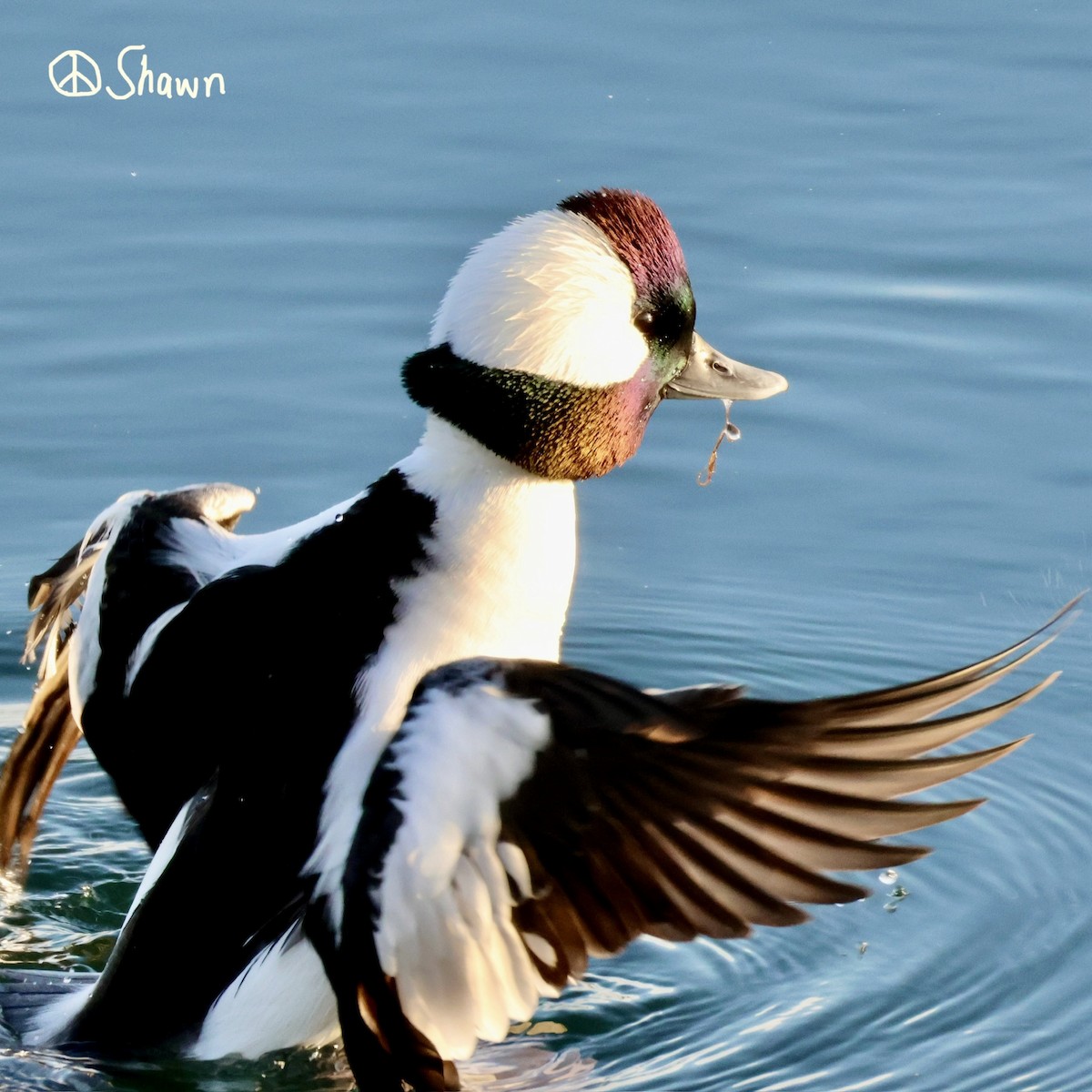 Гоголь-головастик - ML647053452