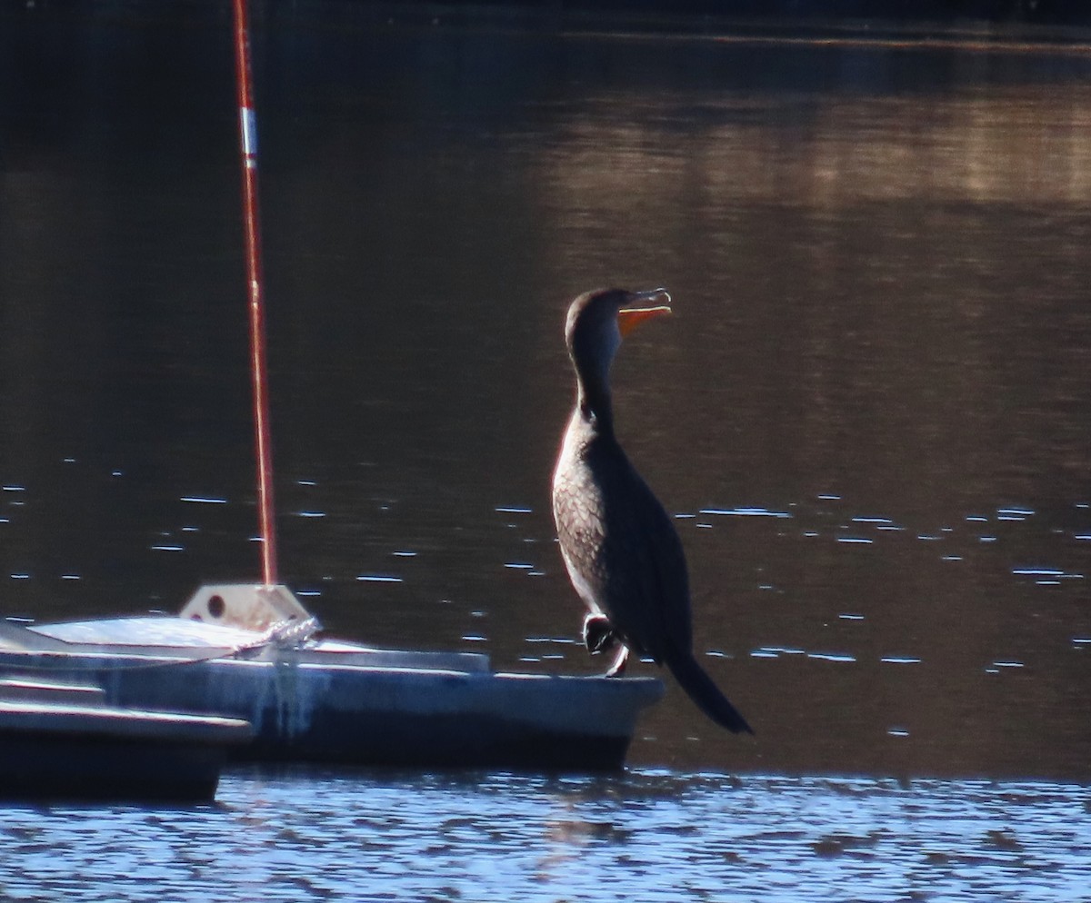 kormorán ušatý - ML647053454