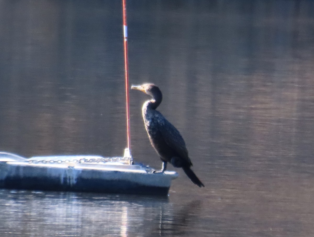 kormorán ušatý - ML647053455