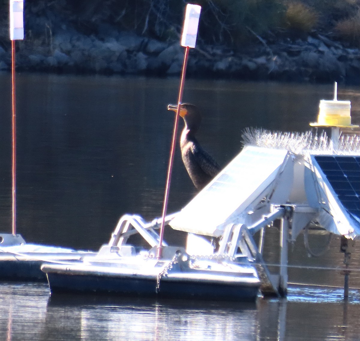 kormorán ušatý - ML647053458