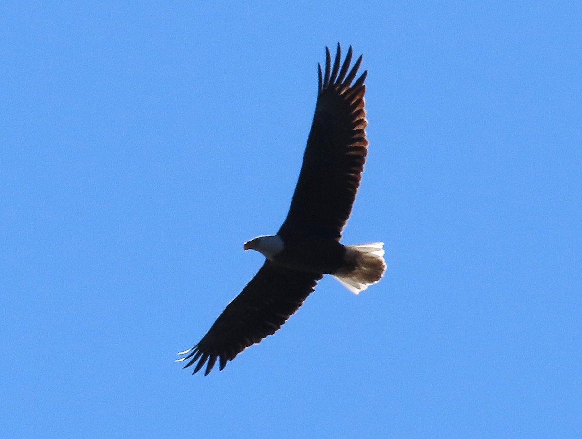 Bald Eagle - ML647053461