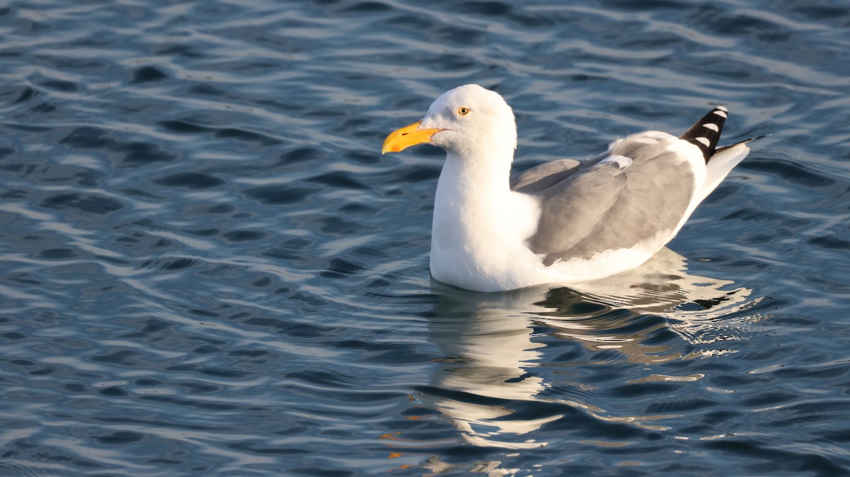 racek západní - ML647053469