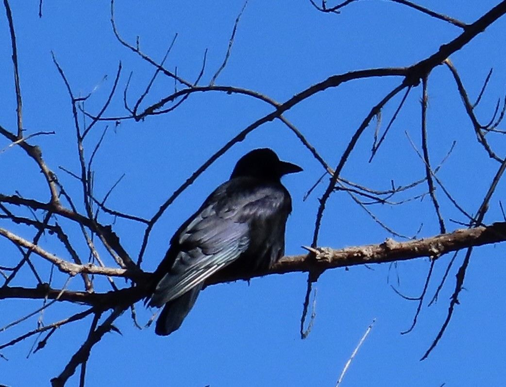 American Crow - ML647053476