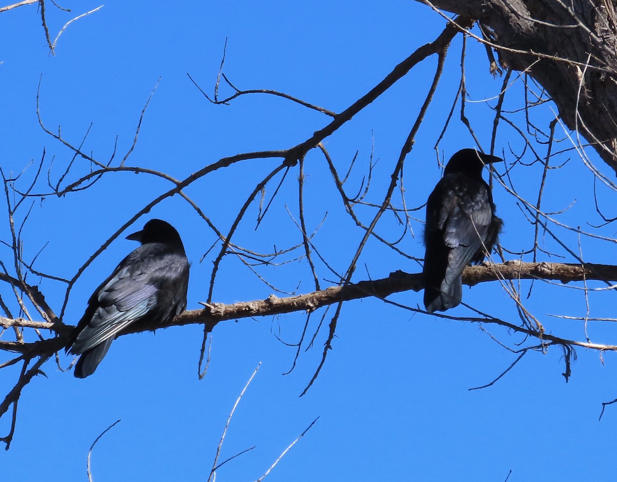 American Crow - ML647053477