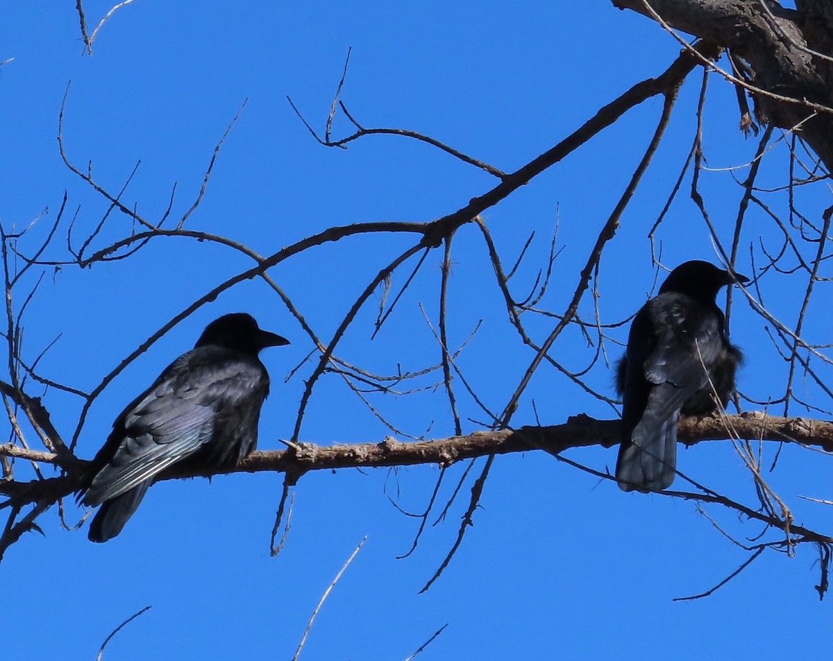 American Crow - ML647053478