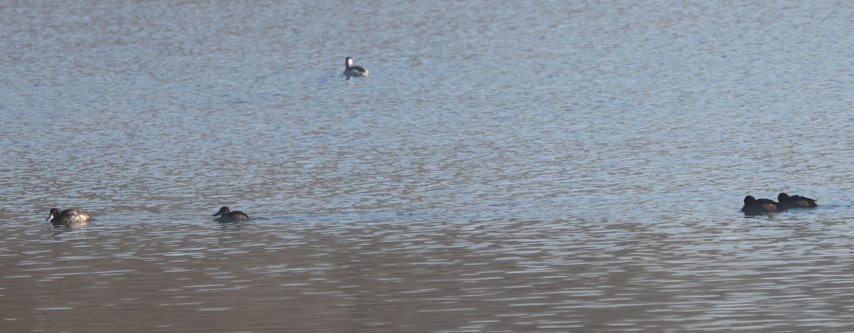 Gobbo della Giamaica - ML647053483